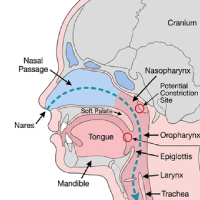 nasal-passage